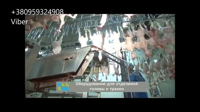 РАБОТА В ПОЛЬШЕ  ПТИЦЕФАБРИКА  ЛИНИЯ УБОЯ И ПЕРВИЧНОЙ РАЗДЕЛКИ ПТИЦЫ