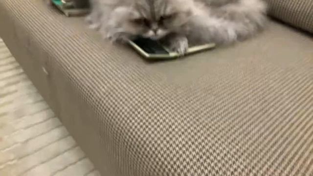 Коту настолько стало лень что он заснул на калькуляторе