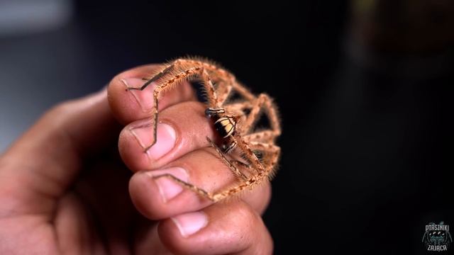 Jaki Jest Mój NAJSZYBSZY Pająk? Jak Go Złapać? Info O Heteropoda Davidbowie + Ucieczka