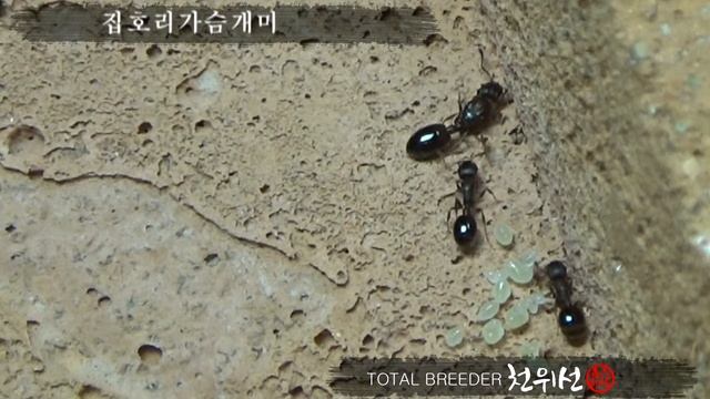 집호리가슴개미 (Temnothorax Congruus) 2017.12.24