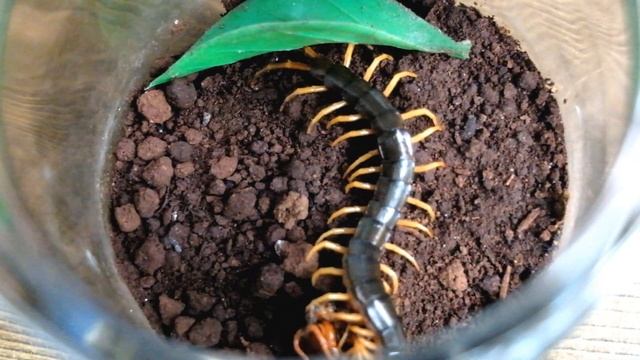Scolopendra Subspinipes Subspinipes