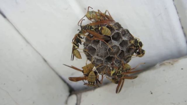 WASP NEST