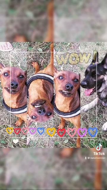 Собака / Светлые моменты жизни/ Настроение на позитив #subscribe #short #dog #cat #дрессировка