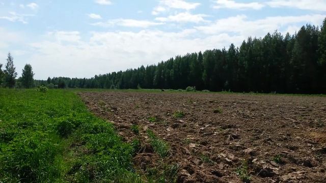 Лось вышел на поле (Вологодская область)