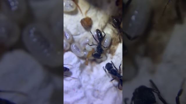 Odontoponera Transversa “Kiến Càng” Việt Nam