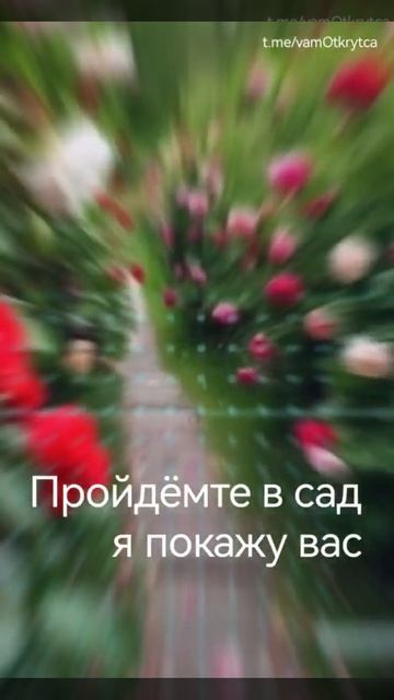 Я покажу вас розам