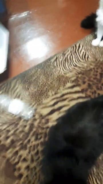 #котики #cat #кошка #кет