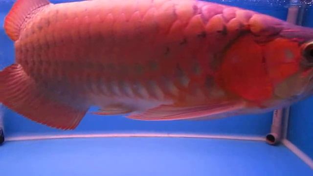 Super Red & Anal Fin (19 Jan 2014)