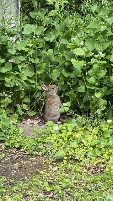 德國野兔吃草 In Fahnenmast Mannheim