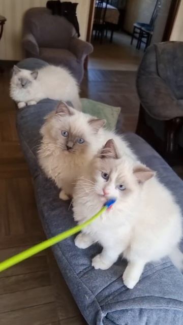 Котята Рэгдолл.