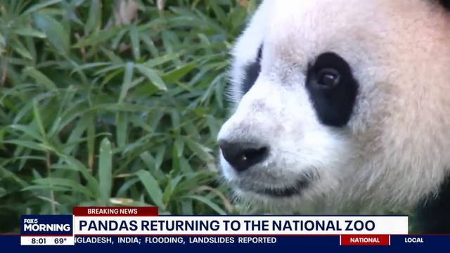 DC Pandas To Return To Smithsonian's National Zoo