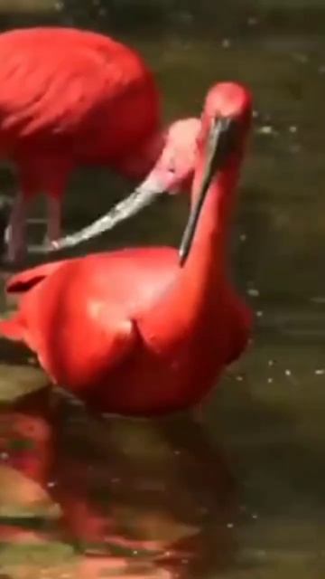 طائر أبو منجل القرمزى صوت و صورة روعة