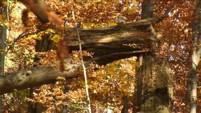 VIRGIN FORESTS OF STUZHYTSIA / ПРАЛІСИ СТУЖИЦІ