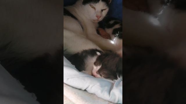 4-  День 10-й.  Послеполуденный отдых Кошки-матери.