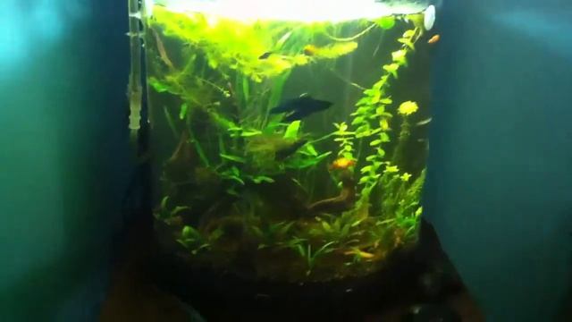 10g - Dirt On Top Of Eco-complete :(