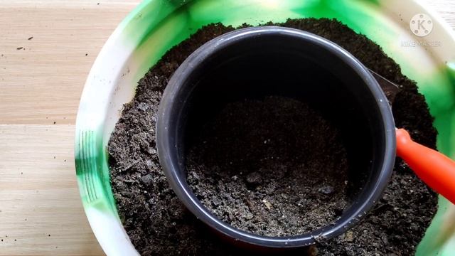 REPOTTING & MAKEOVER OF ASIATIC JASMINE || HOW TO REPOT ASIATIC JASMINE PLANT/SNOW IN SUMMER PLANT.