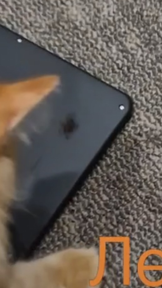 Лео и паучок