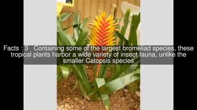 Vriesea Top  #6 Facts