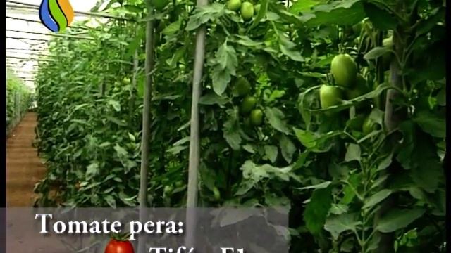 SPOT TOMATE TIFON F1
