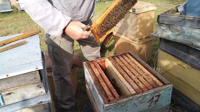 Формируем пчелосемью в зиму на 145 рамку.