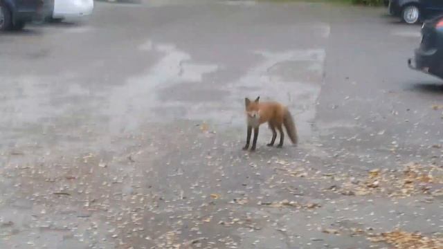 На меня НАПАЛА ЛИСА😱 В СПАЛЬНОМ РАЙОНЕ  ХЕЛЬСИНКИ Я В ШОКЕ ТАКИЕ У НАС УЛИЧНЫЕ СОБАКИ