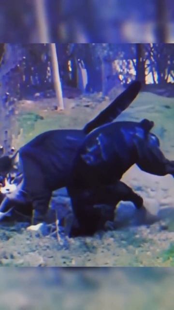 Cute Cat Moments: Stories Of Love, Laughter, And Whiskers#shorts/#cutecats