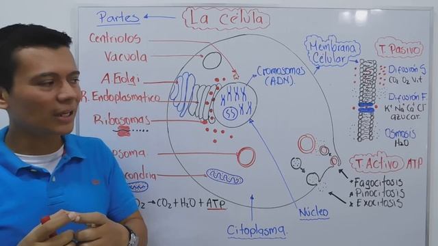 LA CÉLULA. ESTRUCTURA Y FUNCIÓN CELULAR. MITOCONDRIAS, RIBOSOMAS, LISOSOMAS, ETC.