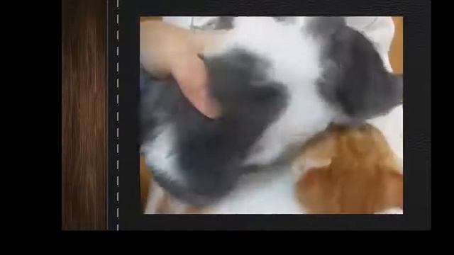 Умора! Супер Милый котенок!Лови улыбку) Реально смешно) Ржач! Смешные приколы с животными