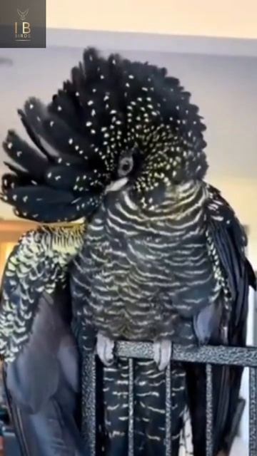 Red-Tailed | Black Cockatoo | #shorts