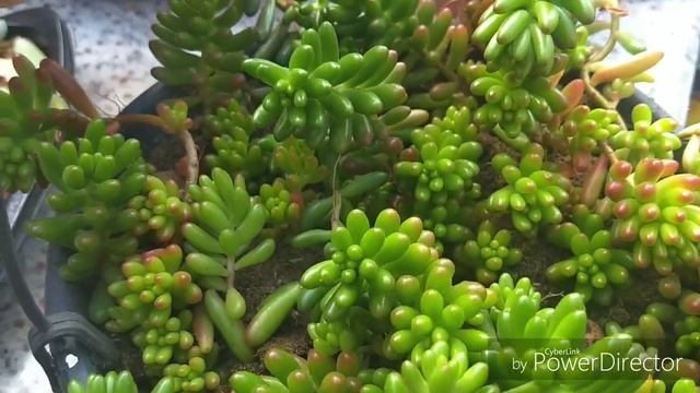 🌹🌹 Replantando Suculentas Com Cochonilhas,poda De Astes,orquídea Com Flores🌹🌹