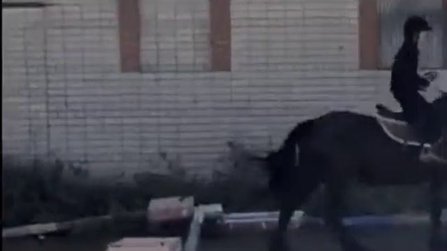 верховая езда