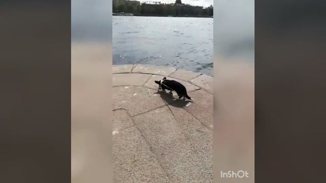 Корги на Неве.