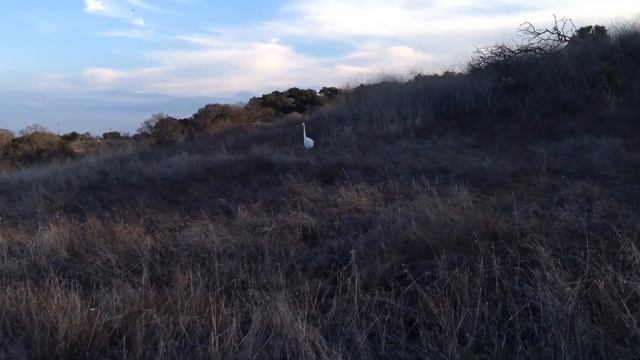 Жизнь в США. 1 января в США. Гуляем по Stanford Dish Trail