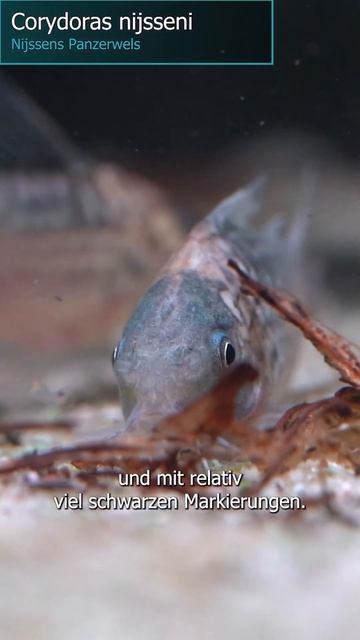 Nijssens Panzerwels - Corydoras Nijsseni #zoobox