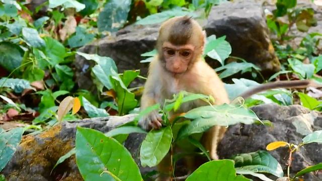 Rainbow And Luna Tried To Grooming To Libby, Smart Monkey