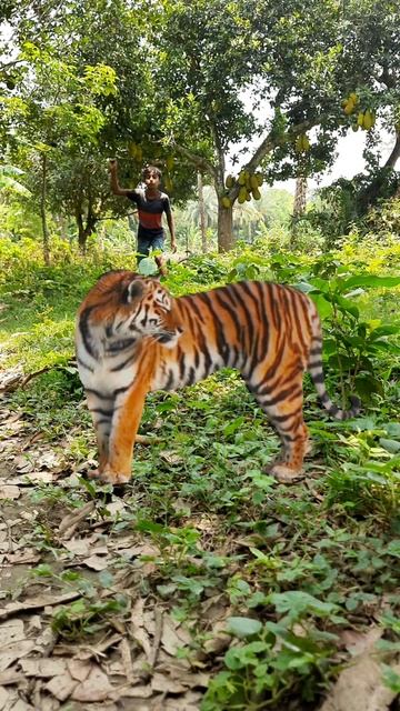 ATTACK IN THE JUNGLE BOY 👦 #shortsvideo #tiger #jungletiger #animals #wildlife #subscribe #new