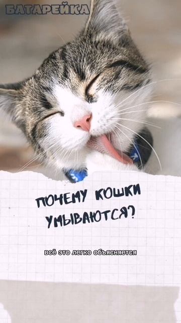 Почему кошки умываются?