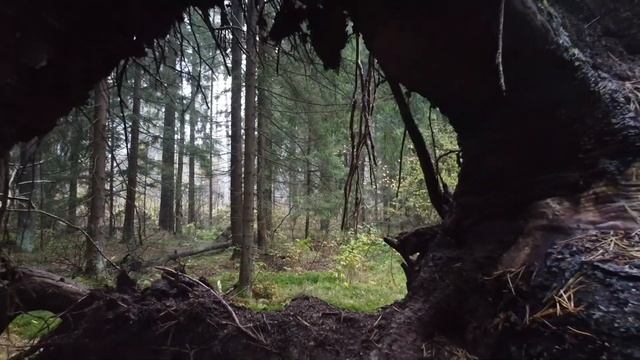 Лес после рассвета