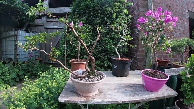 My Bonsai Benches, June 2022 | Summer Tour And Some Changes/growth