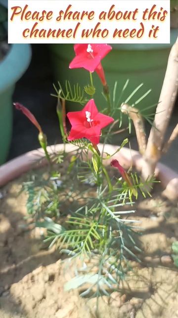 First Flower Of Cypress Vine / Red Star Plant After Repoting #shortsfeed #shortsvideo #shorts