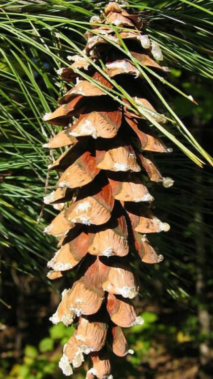 Сосна Веймутова Пендула