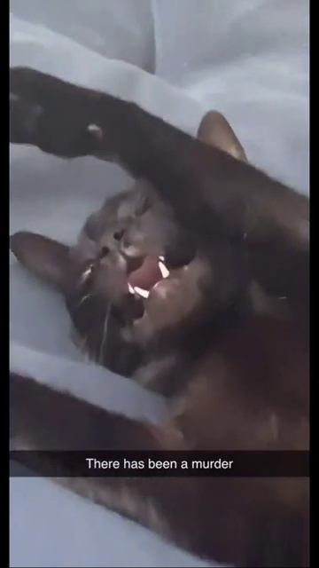 Типичное Поведение Кошек ( Нетипичное ) #shorts