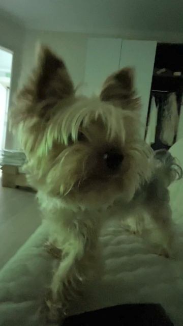 Video-output-0A83DA04-8839-4F5D-8500-3BBFA76E739F-1