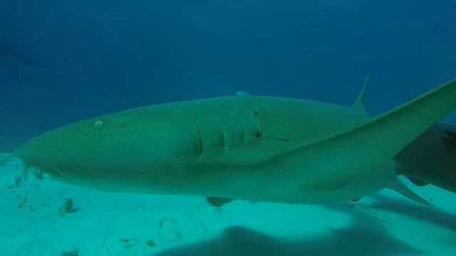 Shark Diving In The Bahamas
