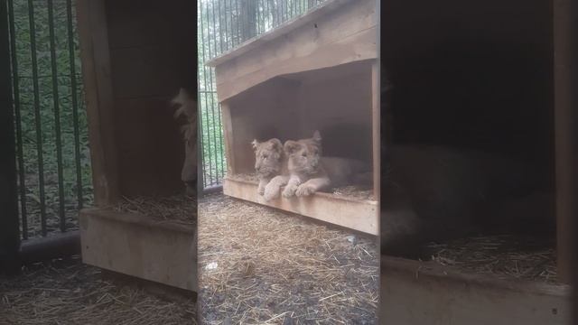 Детки подмосковного сафари-парка.