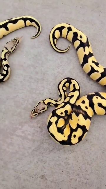 Домашние змеи #shorts #snake #snakehouse #snakehouse