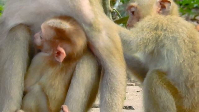 Very Good Sister, She Always To Be With Baby Monkey