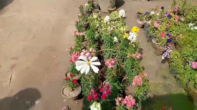 Nursery Farming In Pakistan | Village Life | Wisdom Tv | Nursery Plants