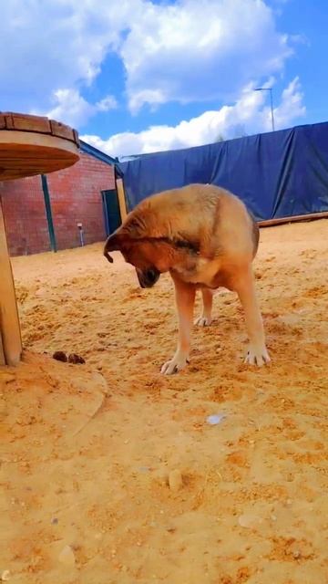 Фанта. Одна против мух! ✦ Приют в Малинках