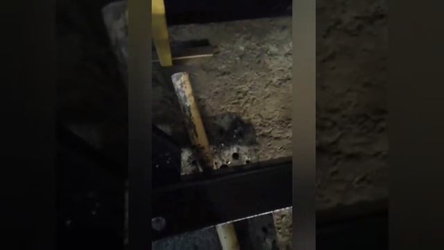 Revitalizing Rainforest